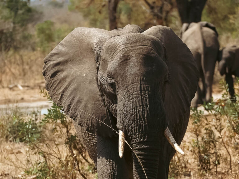 safari-elephant