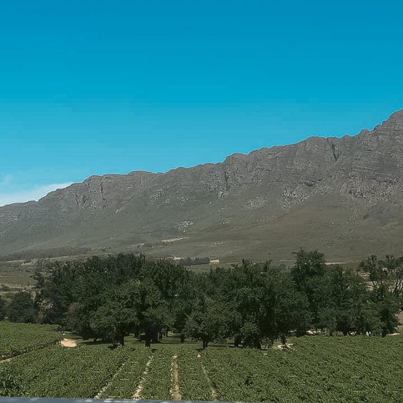 cape-vineyards