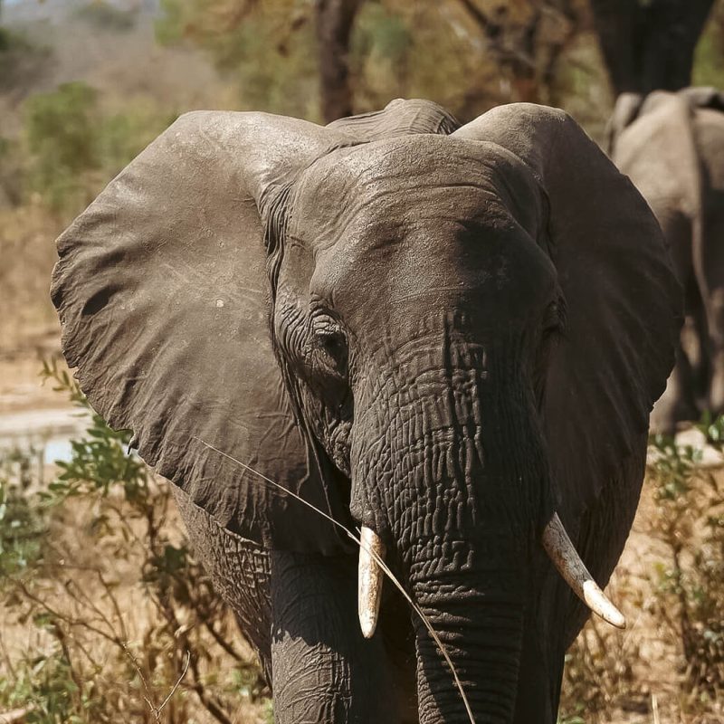safari-elephant